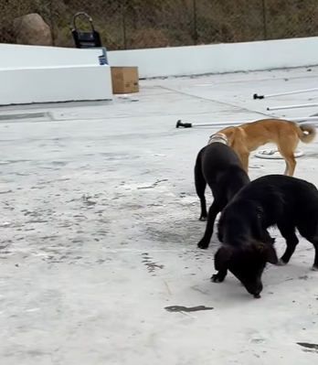 T0708003 Rescue poor dog pet fyp xuhuong trending dog dogsoftiktok pets part2