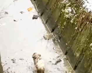 T0309015 Rescuing an abandoned dog in the snow and rain animalsoftiktok rescue part2