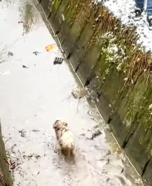 T0309015 Rescuing an abandoned dog in the snow and rain animalsoftiktok rescue part2