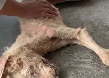 T0708002 Rescue poor dog pet fyp xuhuong trending dog dogsoftiktok pets