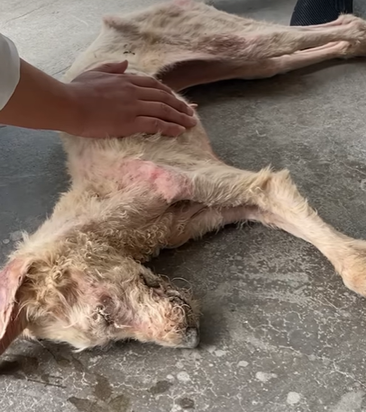 T0708002 Rescue poor dog pet fyp xuhuong trending dog dogsoftiktok pets