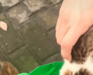 T0309023 Rescue stray cats rescue cute love helpanimals cat catsoftikto part2