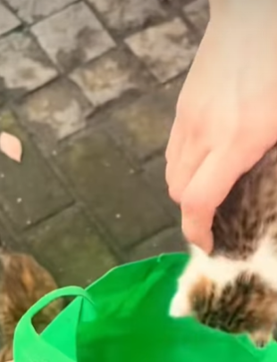 T0309023 Rescue stray cats rescue cute love helpanimals cat catsoftikto part2