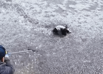 T0708006 Rescue poor dog pet fyp xuhuong   trending dog dogsoftiktok pets part2