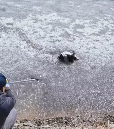 T0708006 Rescue poor dog pet fyp xuhuong trending dog dogsoftiktok pets part2