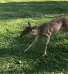 T1908047 My white dog brought deer home and made friends with it rescue animal animalsoftiktok rescuean part2