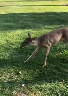 T1908047 My white dog brought deer home and made friends with it rescue animal animalsoftiktok rescuean part2