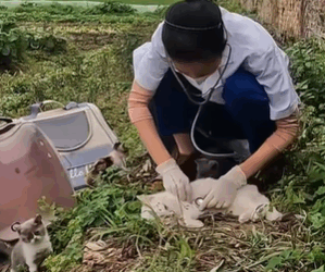 T0309013 Rescued mother cat who was about to die of food part2