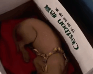 T0309029 Rescue stray dogs rescue cute love helpanimals straydog dog part2