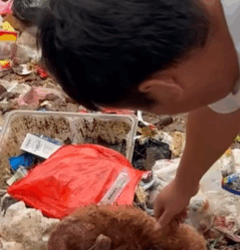 T0309051 Rescue puppy that was injured and searching for food in garbage part2