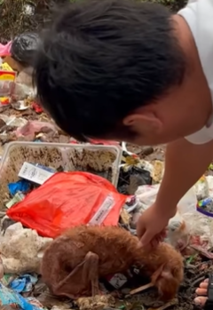 T0309051 Rescue puppy that was injured and searching for food in garbage part2