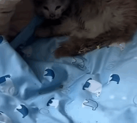 T0309044 Part Respect animalsoftiktok rescue pets petsoftiktok part2