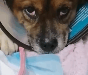 T0309054 Respect animalsoftiktok rescue animals pets for petsoftikto part2