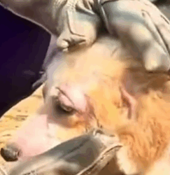 T0309042 PART Help the poor dog xuhuong2022 pets foru animals part2