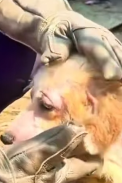 T0309042 PART Help the poor dog xuhuong2022 pets foru animals part2