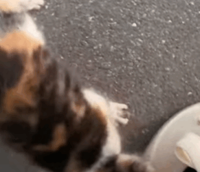 T0309005 Rescue the cute calico cat rescue cute love cat helpanimals part2