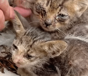 T0309056 Respect please AdoptDontShop foru animalslover pets animal part2