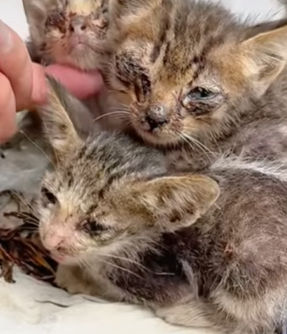 T0309056 Respect please AdoptDontShop foru animalslover pets animal part2