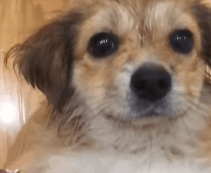 T0309030 Rescue stray dogs rescue cute love helpanimals straydog dog part2