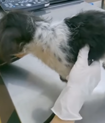 T1908051 Rescue a puppy on the road animal animalsoftiktok rescueanimals rescue rescuedog puppy part2