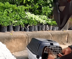 T0309014 Rescued poor dog whose legs were broken while crossing the street part2