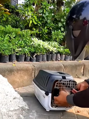 T0309014 Rescued poor dog whose legs were broken while crossing the street part2