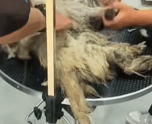 T0309049 Rescue poor dog rescueanimals pets FYP positivevibes part2