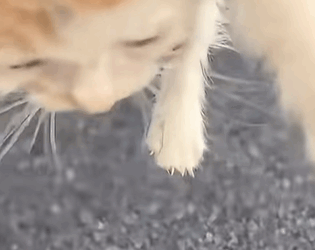 T0309022 Rescue stray cats rescue cute love helpanimals cat catsoftikto part2