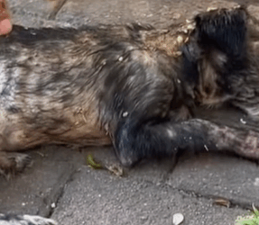 T0309053 rescue so poor dog xuhuong2022 foru pet animalsoftiktok part2