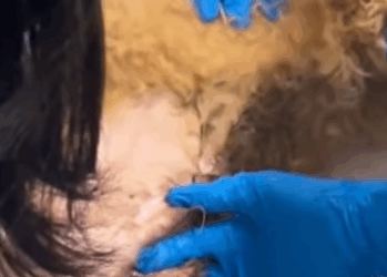 T0309027 Rescue stray dogs rescue cute love helpanimals rescuedog dog part2