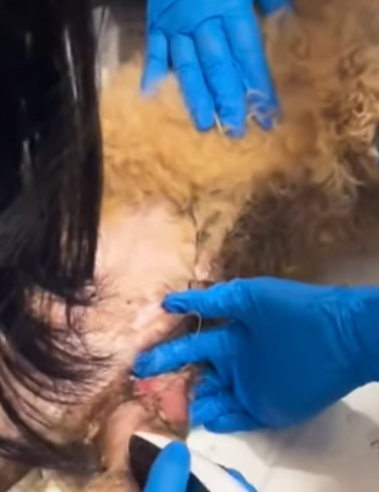 T0309027 Rescue stray dogs rescue cute love helpanimals rescuedog dog part2