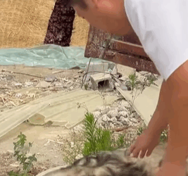 T0309052 Rescue puppy whose legs were broken by its owner part2