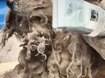 T0309037 help the poor puppy AdoptDontShop pets positivevibes foru part2