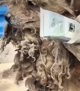 T0309037 help the poor puppy AdoptDontShop pets positivevibes foru part2