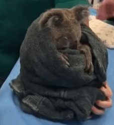 T0309041 Man rescued drowning koala and then animal rescueanimal animallo part2