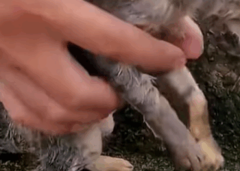 T0309009 Rescue wet cat wandering on the street rescueanimals animalsoftikt part2