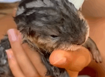 T0309040 Man rescued baby otter from dogs animal rescueanimal animallover part2