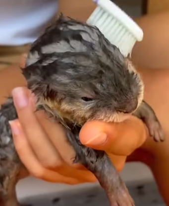 T0309040 Man rescued baby otter from dogs animal rescueanimal animallover part2