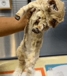 T0909073 Rescued poor cat from broken to Beloved fyp rescue animals poor part2