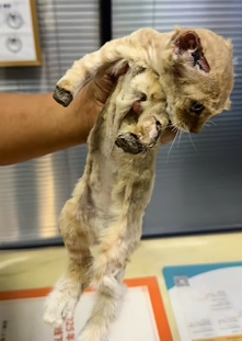 T0909073 Rescued poor cat from broken to Beloved fyp rescue animals poor part2