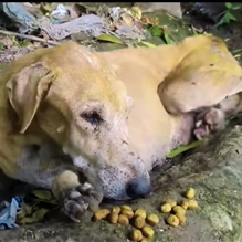 T0909065 Left in the Ditch Still Hoping animalrescueusa rescuedoglife adop part2