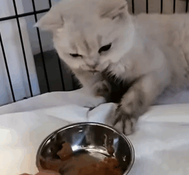 T0909066 Lovely animals animals animal loveanimals fyp loveyou catss part2