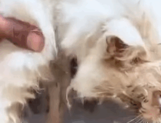 T0909079 The poor cat eyes could not see clearly part2