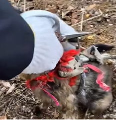 T0909069 Rescue cat Tatcha rescue animals adoptdontshop petlover cat part2