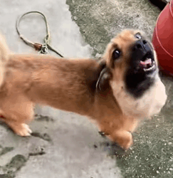 T0909074 Rescuing stray dogs dog dogsoftiktok rescuedog straydog doglovers part2