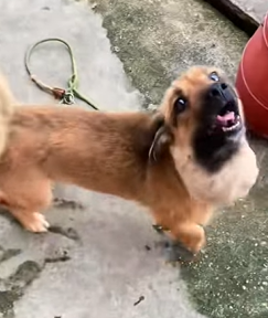 T0909074 Rescuing stray dogs dog dogsoftiktok rescuedog straydog doglovers part2