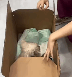 T0909056 failed rescue attempt dog dogsoftiktok rescuedog straydog doglo part2