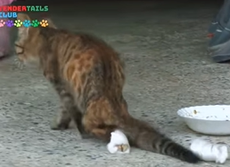 T0909061 He Can Walk But He Never Alone animalrescueusa rescuedoglife part2