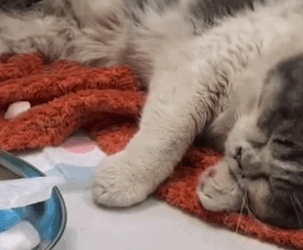 T0909054 Abandoned cat can only lie and wait for death part2