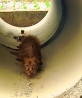 T0909063 He Lived in Drainpipe all animalrescueusa rescuedoglife adop part2